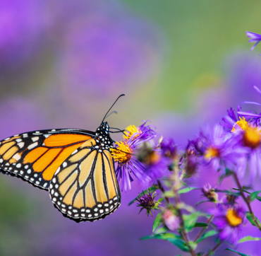 Keyinformation Desktop 01 Butterfly House